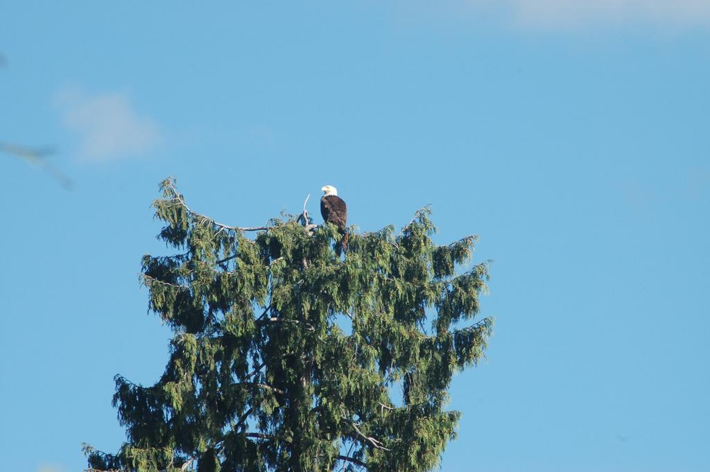 At The Shore Bed And Breakfast Sechelt Bagian luar foto