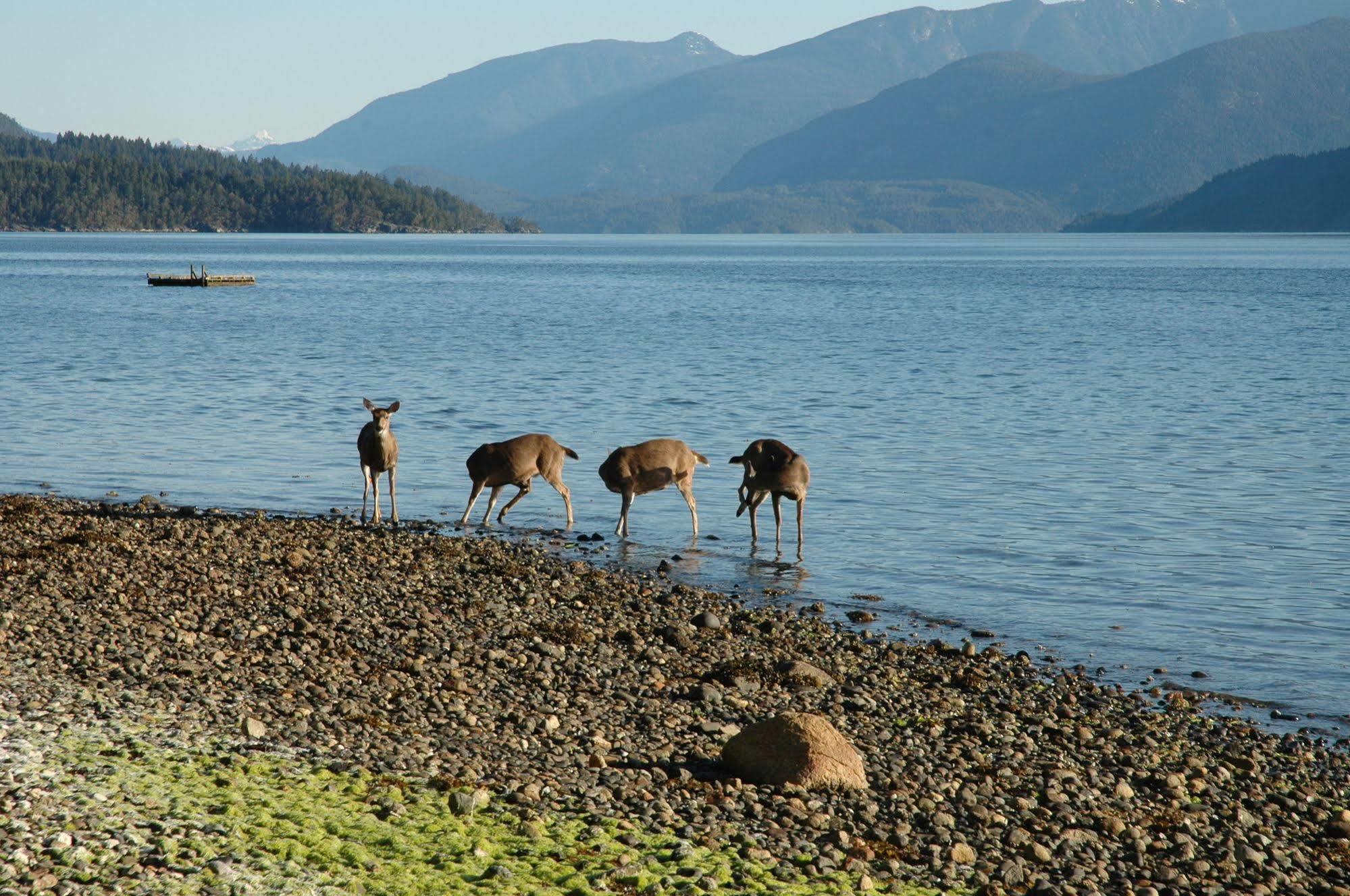 At The Shore Bed And Breakfast Sechelt Bagian luar foto
