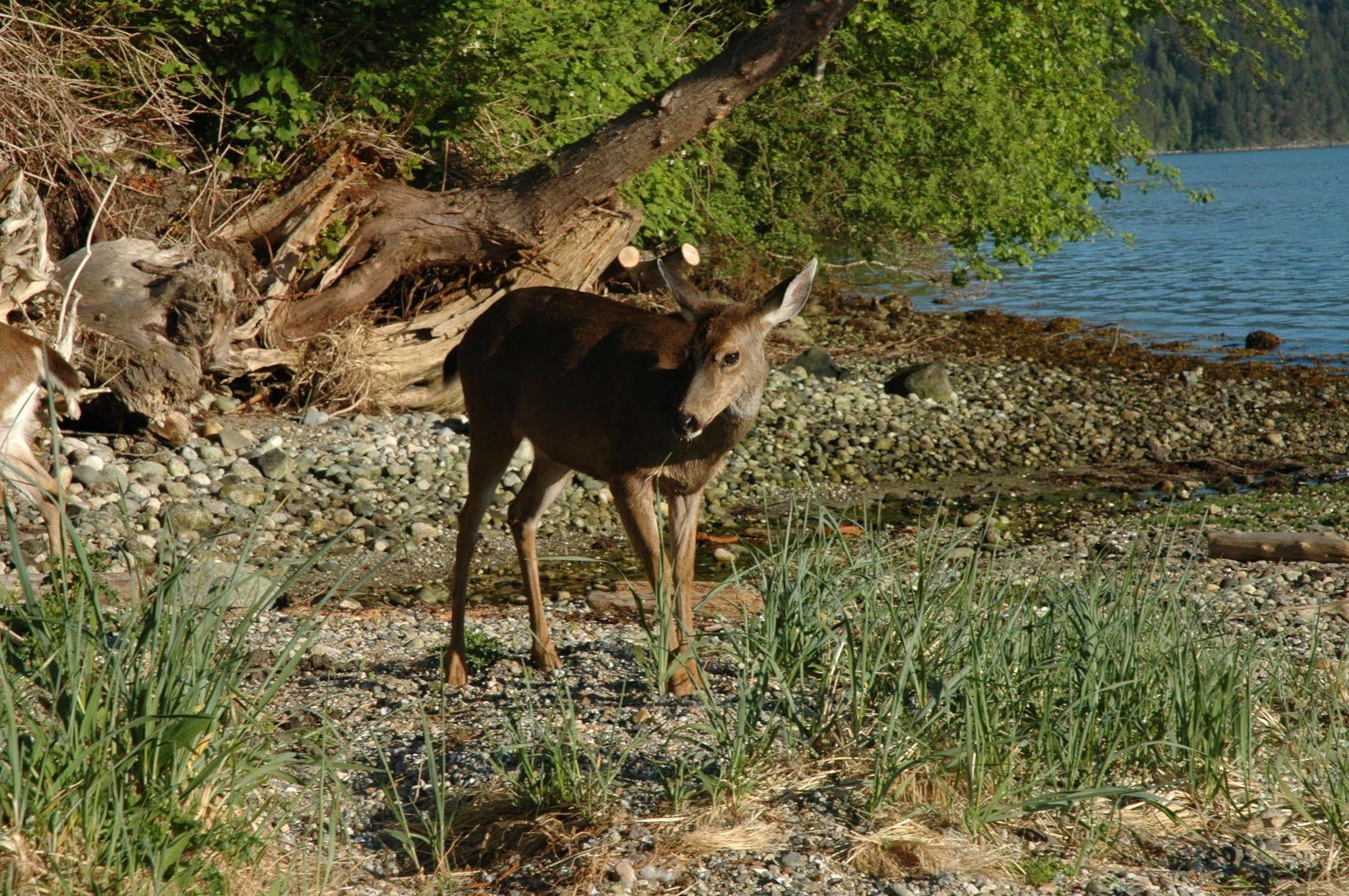 At The Shore Bed And Breakfast Sechelt Bagian luar foto