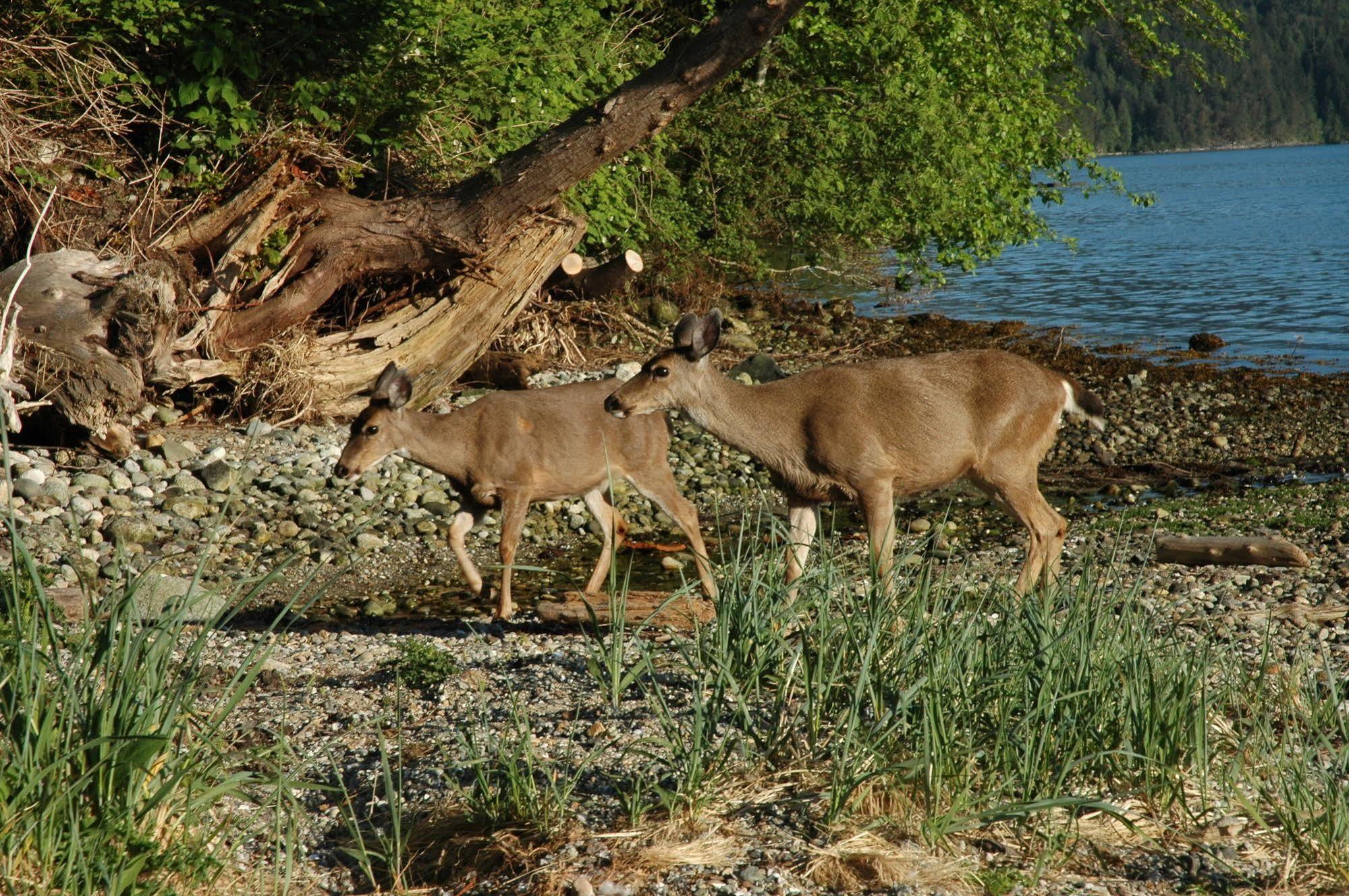 At The Shore Bed And Breakfast Sechelt Bagian luar foto
